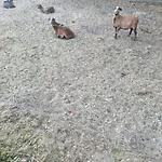 Pensjonat Pałac Ogartowo Połczyn-Zdrój